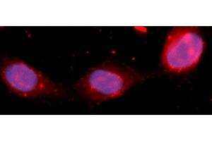 Immunofluorescence (IF) image for anti-Fibroblast Growth Factor 12 (FGF12) (AA 1-181) antibody (APC) (ABIN5565465) (FGF12 抗体  (AA 1-181) (APC))