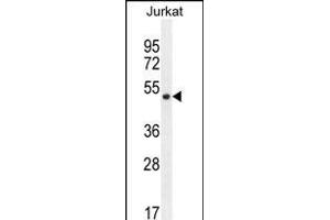 SNIP1 Antibody (N-term) (ABIN656183 and ABIN2845511) western blot analysis in Jurkat cell line lysates (35 μg/lane). (SNIP1 抗体  (N-Term))