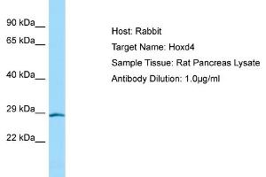 WB Suggested Anti-Hoxd4 Antibody   Titration: 1. (HOXD4 抗体  (N-Term))