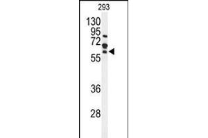 Western blot analysis of FZD4 Antibody (C-term) (ABIN653425 and ABIN2842869) in 293 cell line lysates (35 μg/lane). (FZD4 抗体  (C-Term))
