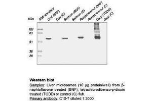 Western Blot (CYP1A 抗体)