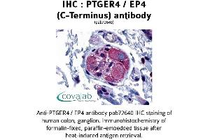 Image no. 1 for anti-Prostaglandin E Receptor 4 (Subtype EP4) (PTGER4) (C-Term) antibody (ABIN1738563)
