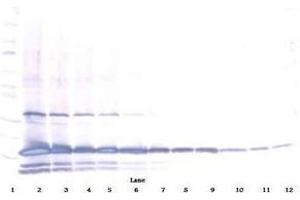 Image no. 1 for anti-Interleukin 25 (IL25) antibody (Biotin) (ABIN465692) (IL-25 抗体  (Biotin))