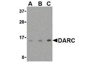 Western Blotting (WB) image for anti-Duffy Blood Group, Chemokine Receptor (DARC) (N-Term) antibody (ABIN2479381) (DARC 抗体  (N-Term))