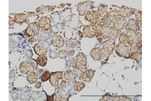 Immunoperoxidase of monoclonal antibody to IQGAP1 on formalin-fixed paraffin-embedded human salivary gland. (IQGAP1 抗体  (AA 611-710))