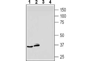 Western blot analysis of mouse P815 mastocytoma cell line lysates (lanes 1 and 3) and mouse  B-cell lymphoma cell line lysate (lanes 2 and 4):1-2. (Adenosine A3 Receptor 抗体  (Extracellular))