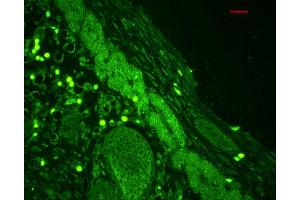 Immunohistochemistry analysis using Rabbit Anti-Rab4 Polyclonal Antibody . (Rab4 抗体  (C-Term) (Atto 594))