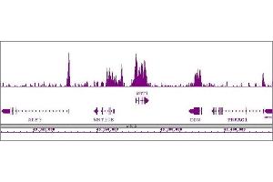 Nanog antibody (pAb) tested by ChIP-Seq. (Nanog 抗体  (N-Term))