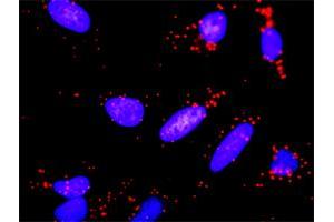 Proximity Ligation Analysis of protein-protein interactions between PGF and VEGFA. (VEGFA 抗体  (AA 27-130))