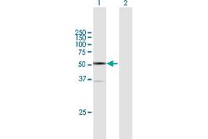 Western Blot analysis of ARC expression in transfected 293T cell line by ARC MaxPab polyclonal antibody. (ARC (AA 1-396) 抗体)