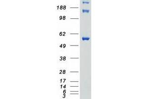Western Blotting (WB) image for serine/threonine Kinase 3 (STK3) protein (Myc-DYKDDDDK Tag) (ABIN2732870)