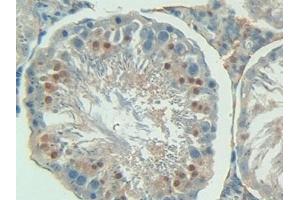 Immunohistochemistry (IHC) image for anti-Paraoxonase 1 (PON1) (AA 2-186) antibody (ABIN7431440)