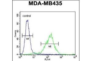 C Antibody (N-term) (ABIN654735 and ABIN2844423) flow cytometric analysis of MDA-M cells (right histogram) compared to a negative control cell (left histogram). (C11orf73 抗体  (N-Term))