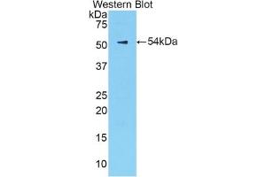 Detection of Recombinant KLK6, Mouse using Polyclonal Antibody to Kallikrein 6 (KLK6) (Kallikrein 6 抗体  (AA 19-261))