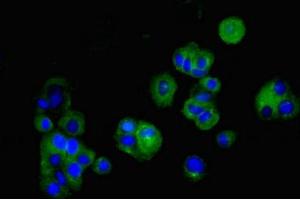 Immunofluorescent analysis of MCF-7 cells using ABIN7147907 at dilution of 1:100 and Alexa Fluor 488-congugated AffiniPure Goat Anti-Rabbit IgG(H+L) (Claudin 5 抗体  (AA 181-218))