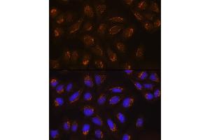 Immunofluorescence analysis of U2OS cells using POFUT2 Rabbit pAb (ABIN6130656, ABIN6145875, ABIN6145876 and ABIN6215831) at dilution of 1:100. (POFUT2 抗体  (AA 240-370))