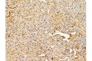 anti-NLR Family, CARD Domain Containing 4 (NLRC4) (Internal Region) antibody