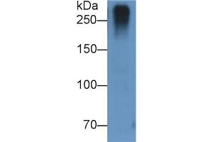 Detection of RELN in U87MG cell lysate using Monoclonal Antibody to Reelin (RELN) (Reelin 抗体  (AA 26-190))