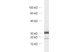 dilution: 1 : 1000, sample: synaptic vesicle fraction (LP2) of rat brain (TMEM163 抗体  (AA 44-63))