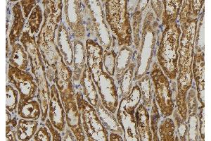 ABIN6279257 at 1/100 staining Mouse kidney tissue by IHC-P. (CEACAM16 抗体  (Internal Region))