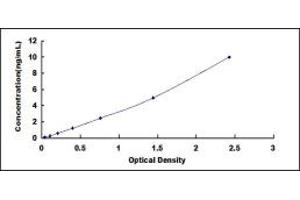 Ribosomal Protein S9 (RPS9) ELISA Kit