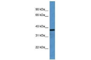 OR2H1 antibody used at 0. (OR2H1 抗体  (C-Term))