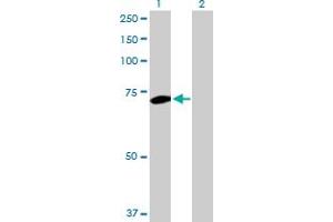 Western Blot analysis of PLK1 expression in transfected 293T cell line by PLK1 MaxPab polyclonal antibody. (PLK1 抗体  (AA 1-603))