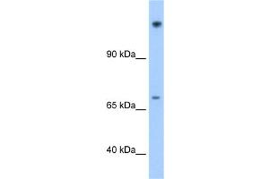 WB Suggested Anti-FAM129A Antibody Titration:  1. (Niban 抗体  (N-Term))