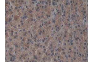 Detection of TBX21 in Rat Stomach Tissue using Polyclonal Antibody to T-Box Protein 21 (TBX21) (T-Bet 抗体  (AA 241-493))