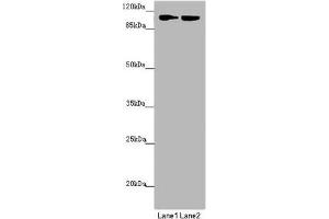 Western blot All lanes: HK3 antibody at 1. (HK3 抗体  (AA 1-270))