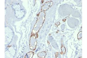 Formalin-fixed, paraffin-embedded human tonsil stained with Purified CD31 Mouse Monoclonal Antibody (PECAM1/3527).