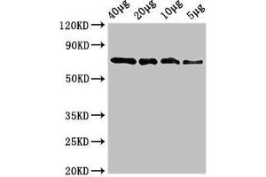 Western Blot Positive WB detected in: Recombinant protein 40 μg, 20 μg, 10 μg, 5 μg All lanes: sox10 antibody at 3. (SOX1 抗体  (AA 1-485))