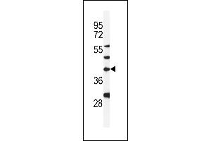 Western blot analysis of DGT1 Antibody (Center) (ABIN653925 and ABIN2843159) in MDA-M cell line lysates (35 μg/lane). (DPAGT1 抗体  (AA 286-315))