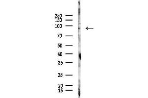 Western blot analysis of lysates from Hela cells(starvation 24h treatment), using Phospho-Hsp90 alpha (Thr5/Thr7) Antibody at 1/1000 dilution.