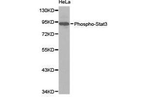 Western Blotting (WB) image for anti-Signal Transducer and Activator of Transcription 3 (Acute-Phase Response Factor) (STAT3) (pTyr705) antibody (ABIN1876745) (STAT3 抗体  (pTyr705))