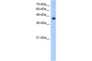 Western Blotting (WB) image for anti-Acyl-CoA Dehydrogenase, Long Chain (ACADL) antibody (ABIN2460826) (ACADL 抗体)