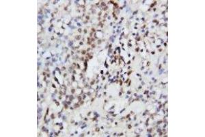 Image no. 1 for anti-Mitogen-Activated Protein Kinase 3 (MAPK3) (AA 365-379) antibody (ABIN1493437) (ERK1 抗体  (AA 365-379))