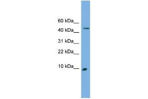 WB Suggested Anti-ENSA Antibody Titration: 0. (Ensa 抗体  (N-Term))