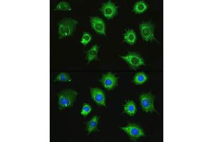 Immunofluorescence analysis of L929 cells using ZAK Rabbit pAb (ABIN7268664) at dilution of 1:100. (ZAK 抗体  (AA 100-312))