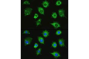 Immunofluorescence analysis of L929 cells using ZAK Rabbit pAb (ABIN7268664) at dilution of 1:100. (ZAK 抗体  (AA 100-312))