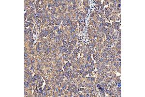 IHC analysis of SH2D4A using anti-SH2D4A antibody (ABIN7601695). (SH2D4A 抗体  (AA 42-454))