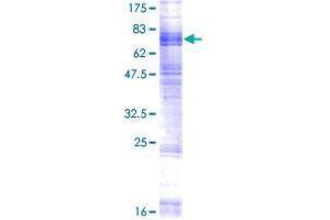 Solute Carrier Family 15 Member 3 (SLC15A3) (AA 1-581) protein (GST tag)