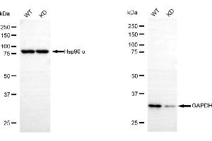 Western blotting analysis using GAPDH antibody (ABIN7798765). (GAPDH 抗体)