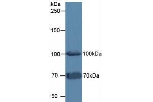 Western blot analysis of Mouse Testis Tissue. (FAP 抗体  (AA 542-761))