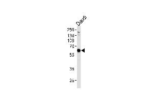USP22 Antibody (C-term) (ABIN1882289 and ABIN2843494) western blot analysis in Daudi cell line lysates (35 μg/lane). (USP22 抗体)