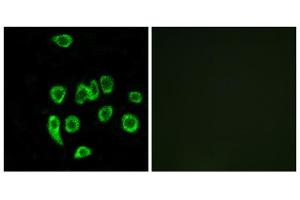 Immunofluorescence analysis of A549 cells, using MRPL32 antibody. (MRPL32 抗体  (Internal Region))