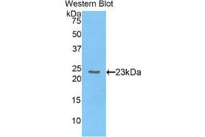 Western Blotting (WB) image for anti-Chromobox Homolog 3 (CBX3) (AA 1-183) antibody (ABIN1858274) (CBX3 抗体  (AA 1-183))