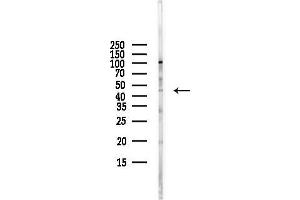 Western blot analysis of lysates from HUVEC cells(starvation,24h treatment), using Phospho-PGK1 (Thr9) Antibody at 1/1000 dilution.