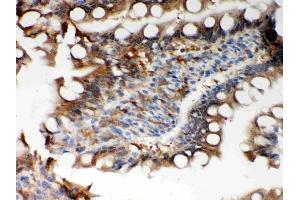 Anti-Peroxiredoxin 5 Picoband antibody, (ABIN3043906), IHC(P)IHC(P): Rat Intestine Tissue (Peroxiredoxin 5 抗体  (AA 66-198))