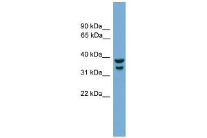 WB Suggested Anti-Irf1 Antibody Titration:  0.